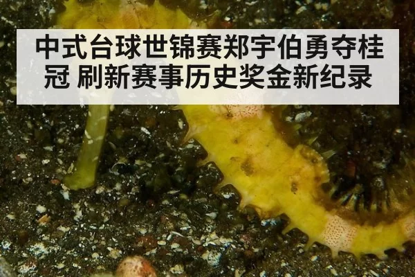 中式台球世锦赛郑宇伯勇夺桂冠 刷新赛事历史奖金新纪录